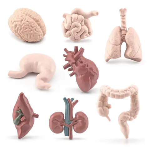 8 Pcs/Set 3D Human Body Organ Models Kids Biology Scientific Static Learning Educational Toys Classroom Teaching Props