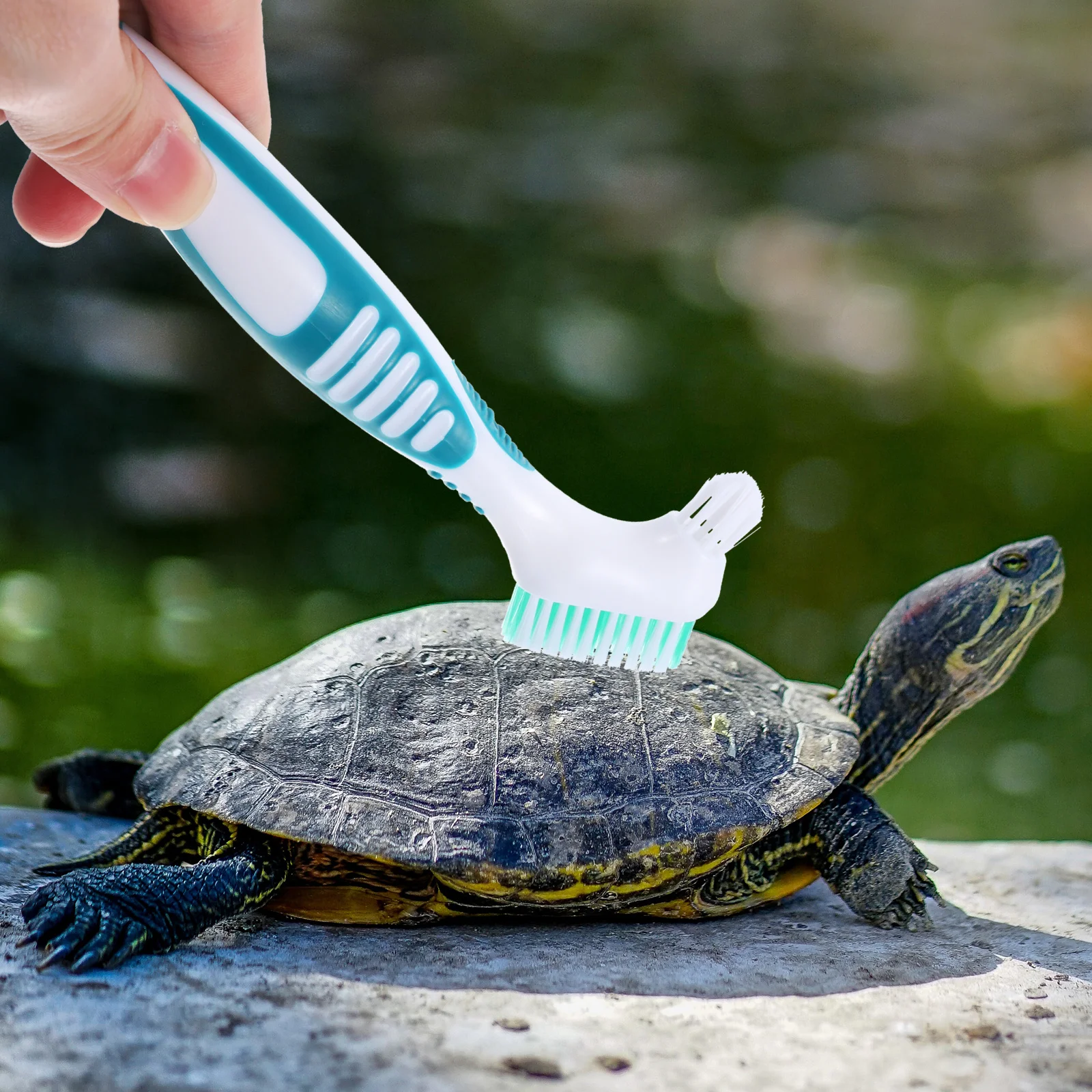 

Premium Turtle Shell Cleaning Brush Dual-Head Nylon Bristles Strong Handle for Shell Conch Cleaning Multi-Functional Household