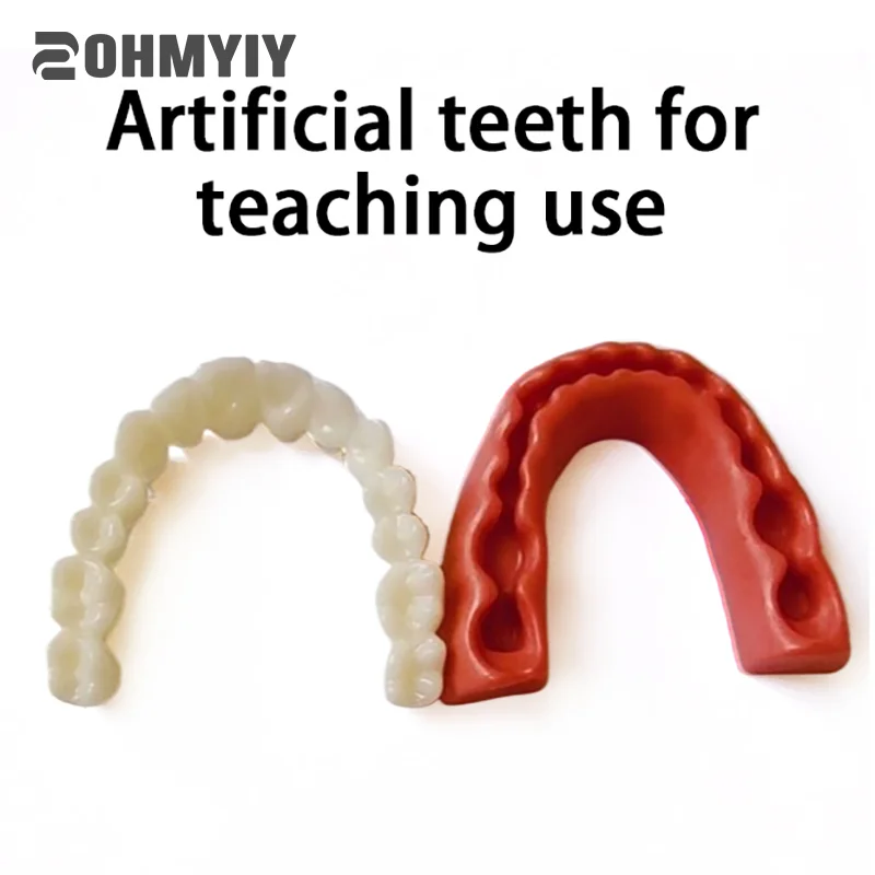 Simulated Teeth And Gingival Practice Teaching Internship Operation Orthodontic Model Use Dental Simulation Teeth Model