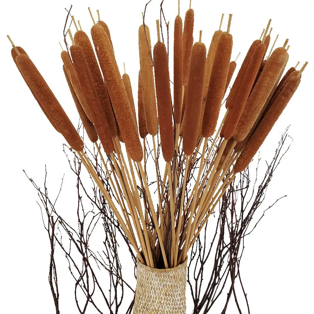 Dried Natural Cattails Jumbo for Rustic Floral Arrangement for Decoration Pampas Grass Decorative for Vase,Dry Plants Home Decor