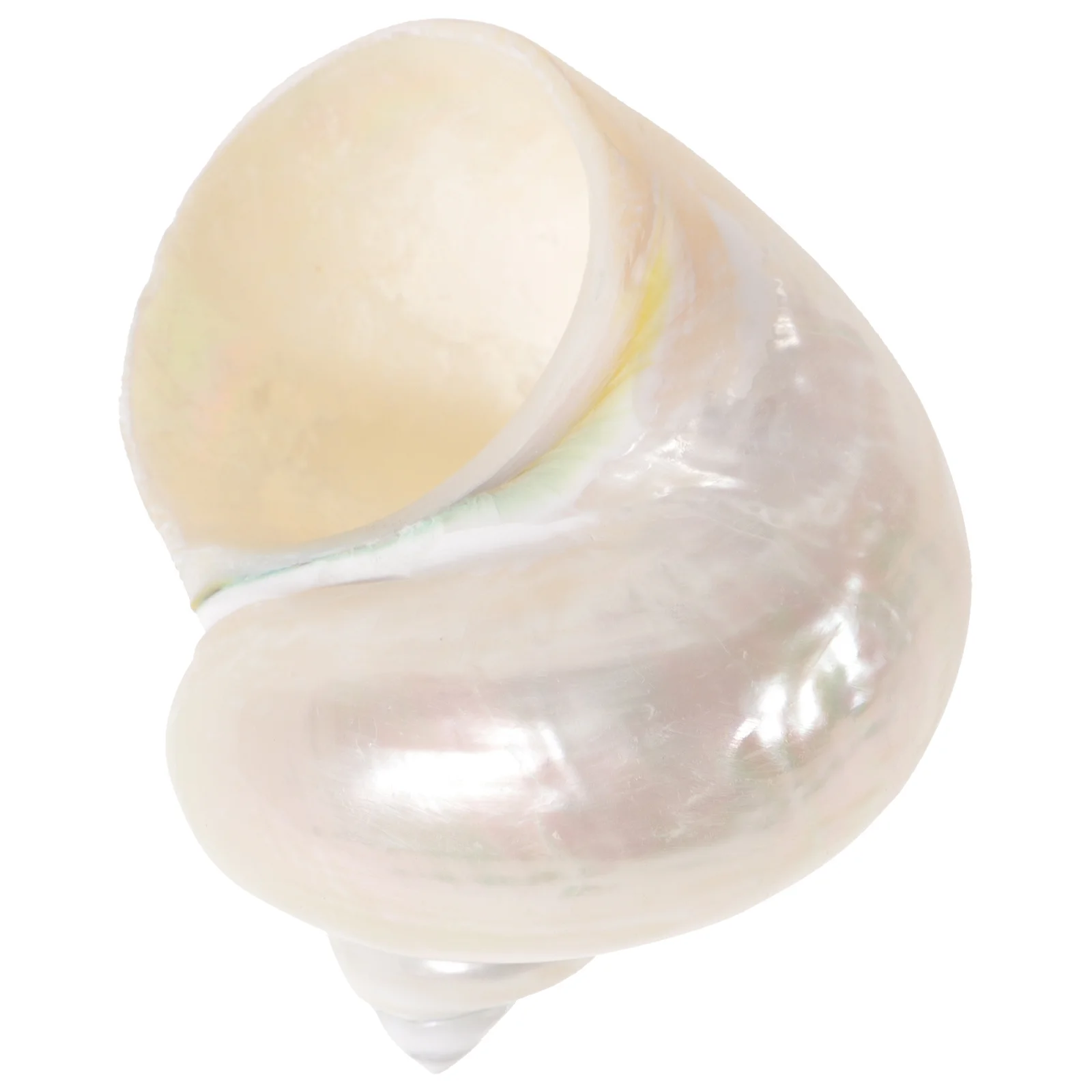 

Glow In The Dark Hermit Crab Decoration Craft Conch For Fish Tank Aquarium Diy Shell Ornament Habitat Accessories Landscaping