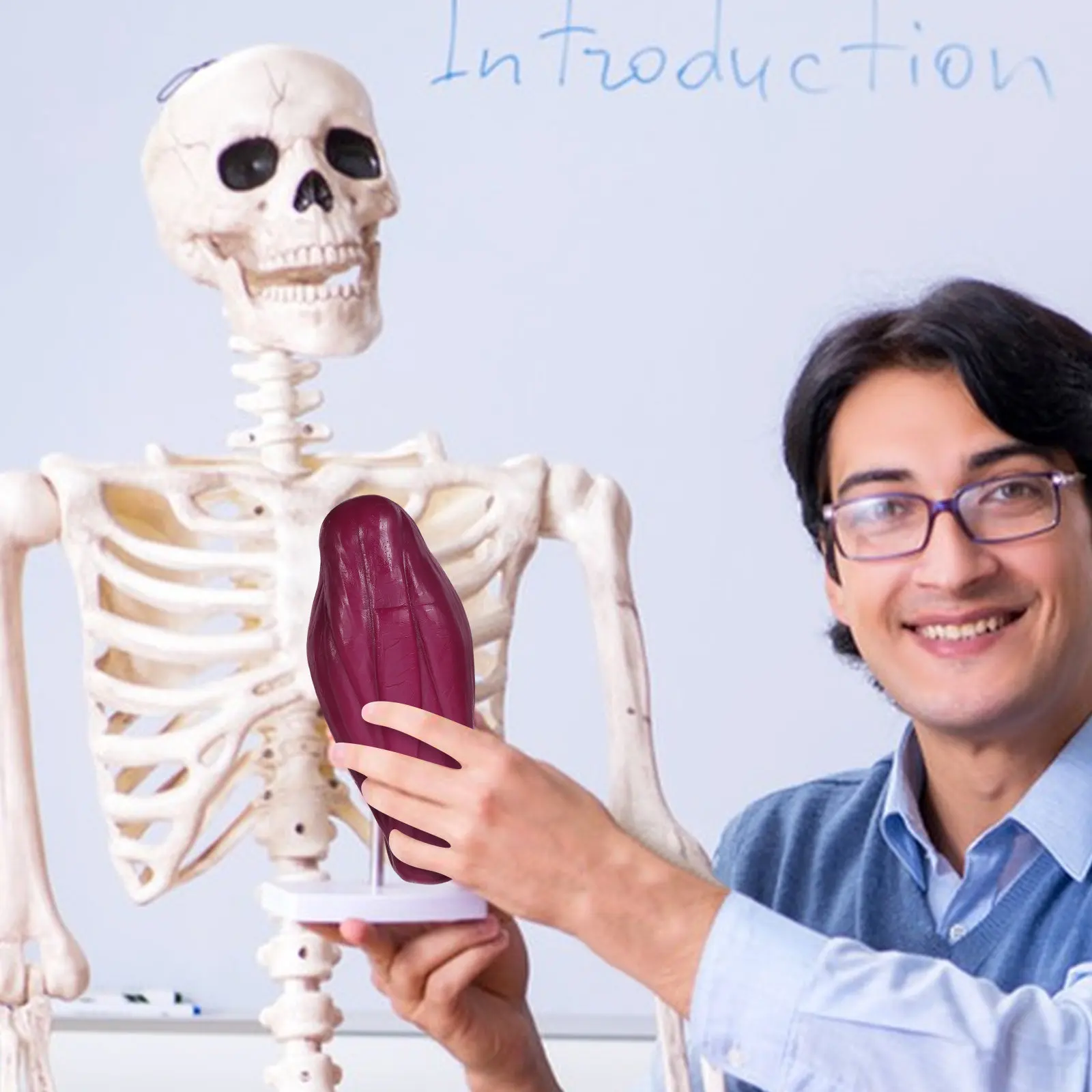 Human Body Anatomy Models For School Science Lab Muscle Full Realistic Colored Muscular System Display