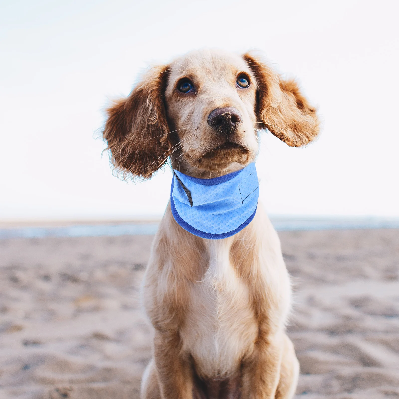 

Puppy Collar Pet Cool Scarf Blue PVA Dog B Summer Cooling Supplies Comfortable Long Time Use Chemical Free Dog Cooling