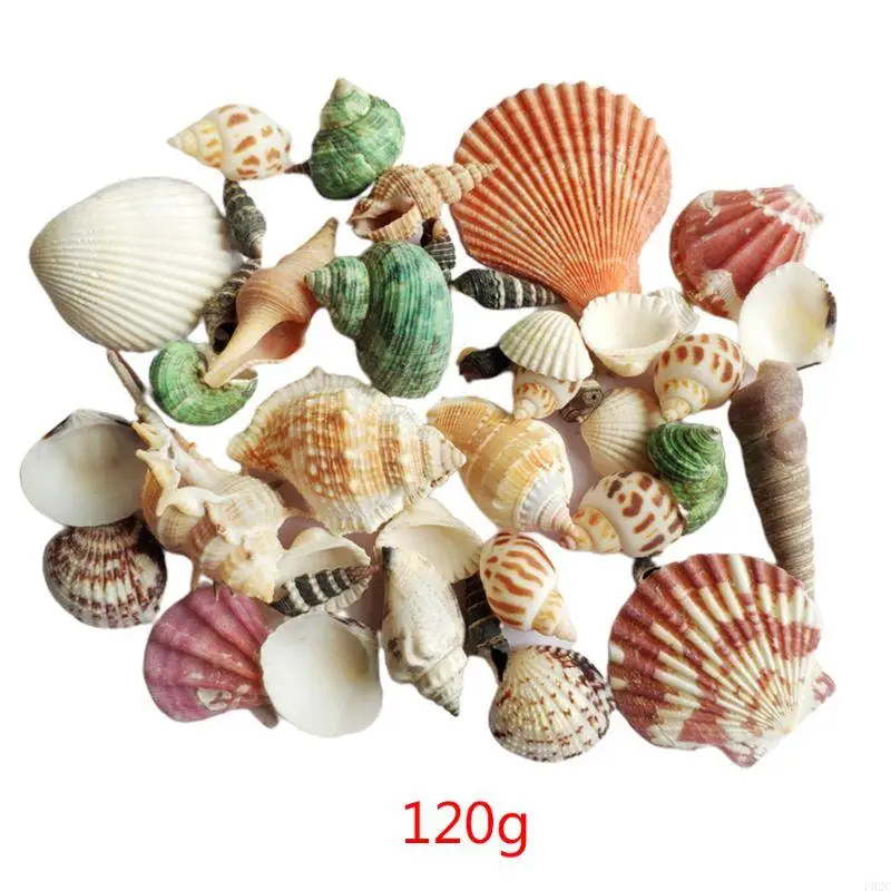 F92C 120G Seashell Sease Sea Conch Hermit House พิพิธภัณฑ์พิพิธภัณฑ์สัตว์