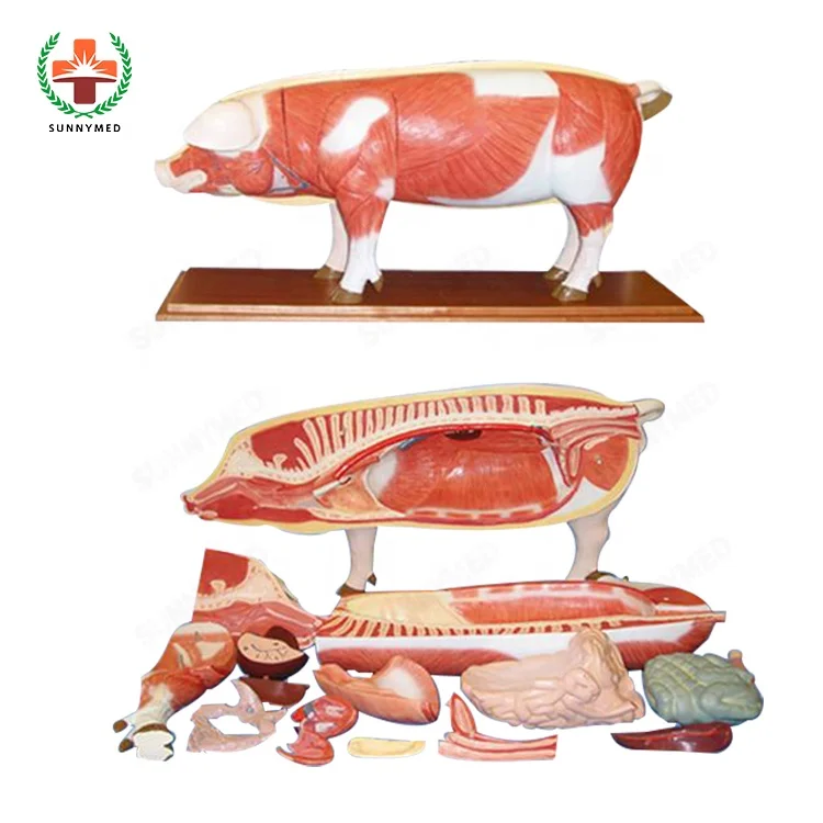 SUNNYMED SY-N033 Dog Horse Cow Poultry Muscular Model Domestic Animal Anatomical Model