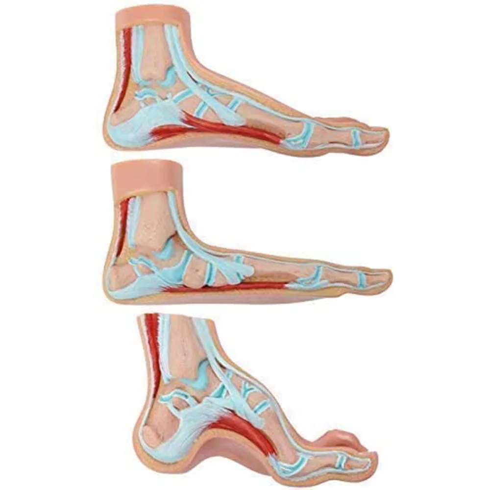 3Pcs Foot Anatomical Model Human Foot Ankle Joint Model Anatomical with Ligament Teaching Model PVC Supplies