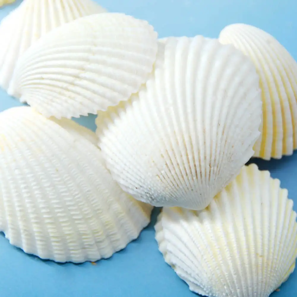Natural Seashells Starfish Assortment Aquarium Tank Scenery Hermit Crab Shells DIY Handcraft Ocean Theme Party Decor
