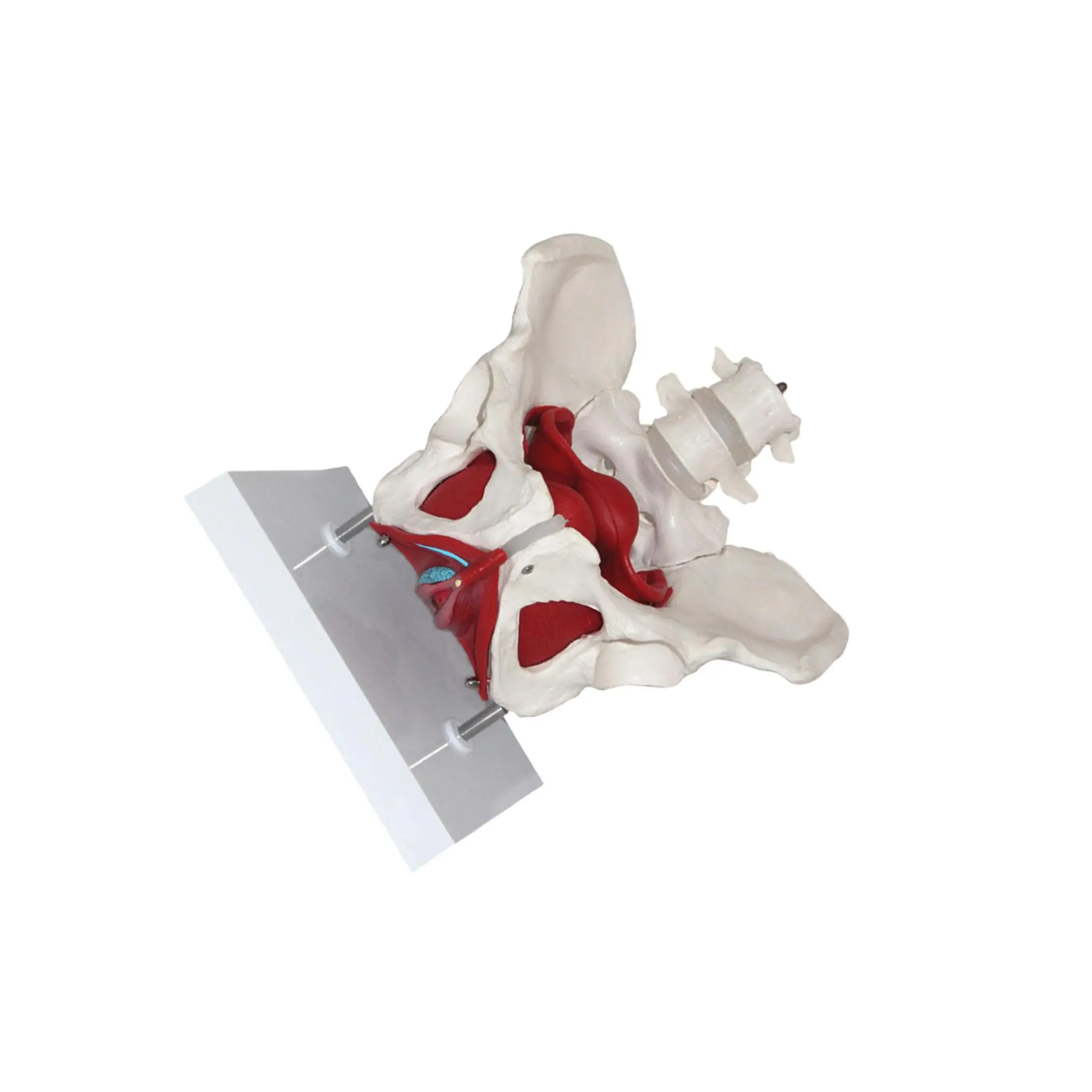 

Female Pelvis Model Skeleton Medical Model for Display Midwife in Obstetrics