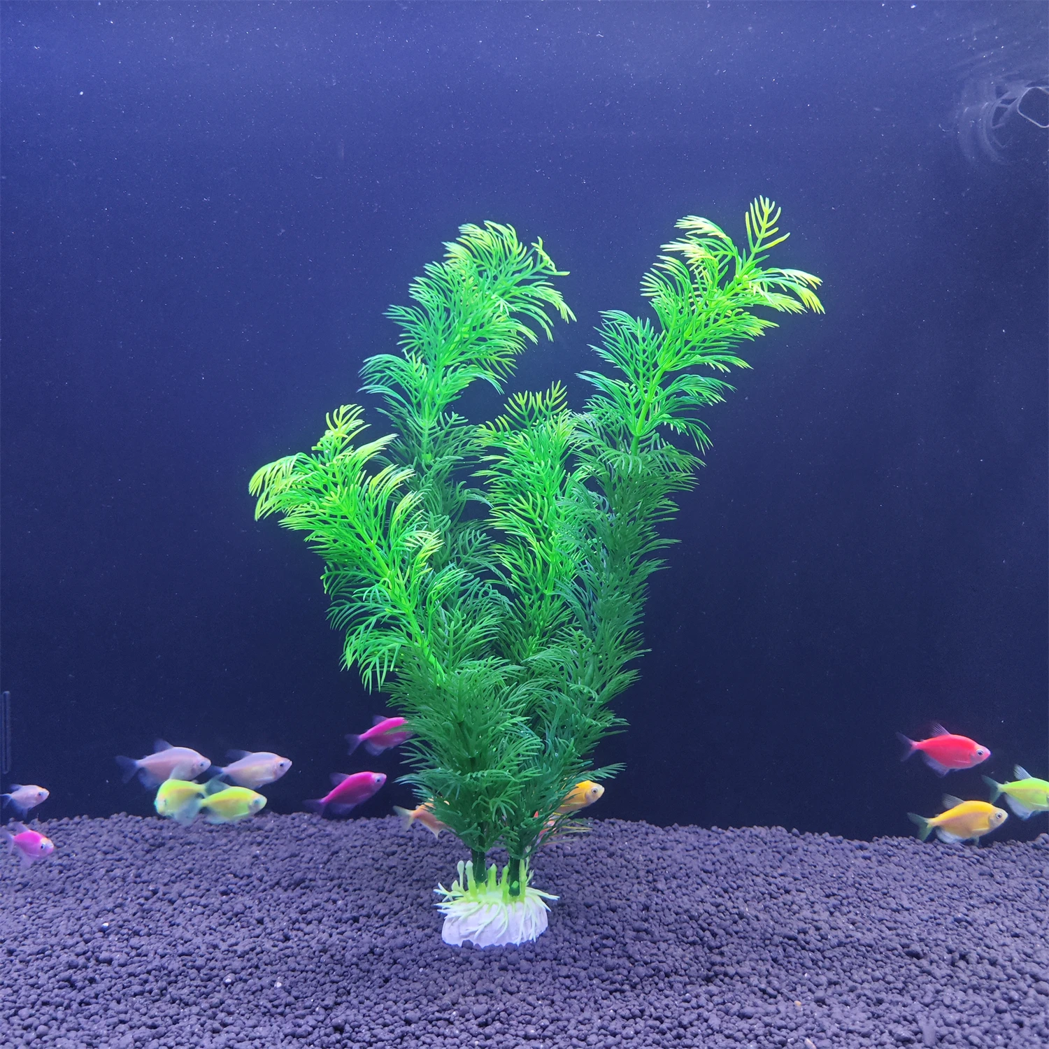 พิพิธภัณฑ์สัตว์น้ําจําลองพืชปร - Aquarium Planted Fish บทวิจารณ์และราคา
