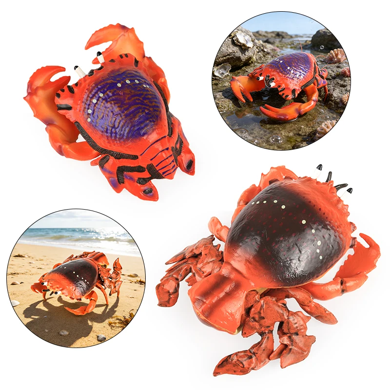Oenux Simulation Ocean Sea Life Animal Model Spanner Crab Raninid Crab Action Figures Collection Figurine Toy Kid Education Gift