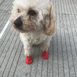 4Pcs Pets Boots Non-slip Pet Supplies Waterproof Dog Non Slip Rain Shoes For Outdoor Rubber Rain Dog Shoes Candy Color Cat Shoes