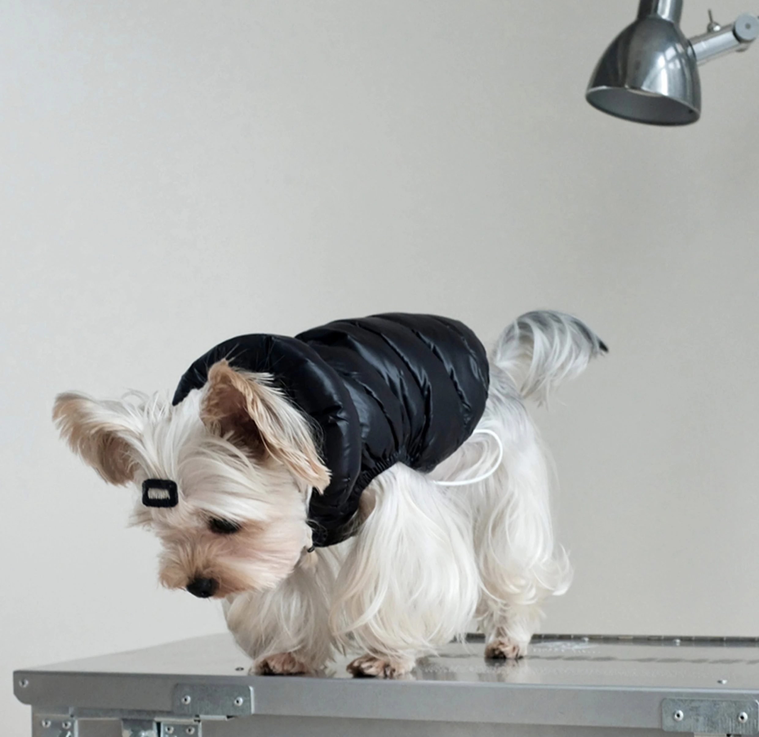 Warm Windproof Cotton Dog Coat Monochromatic Designer Winter Clothes for Large Dogs Puppy Accessories