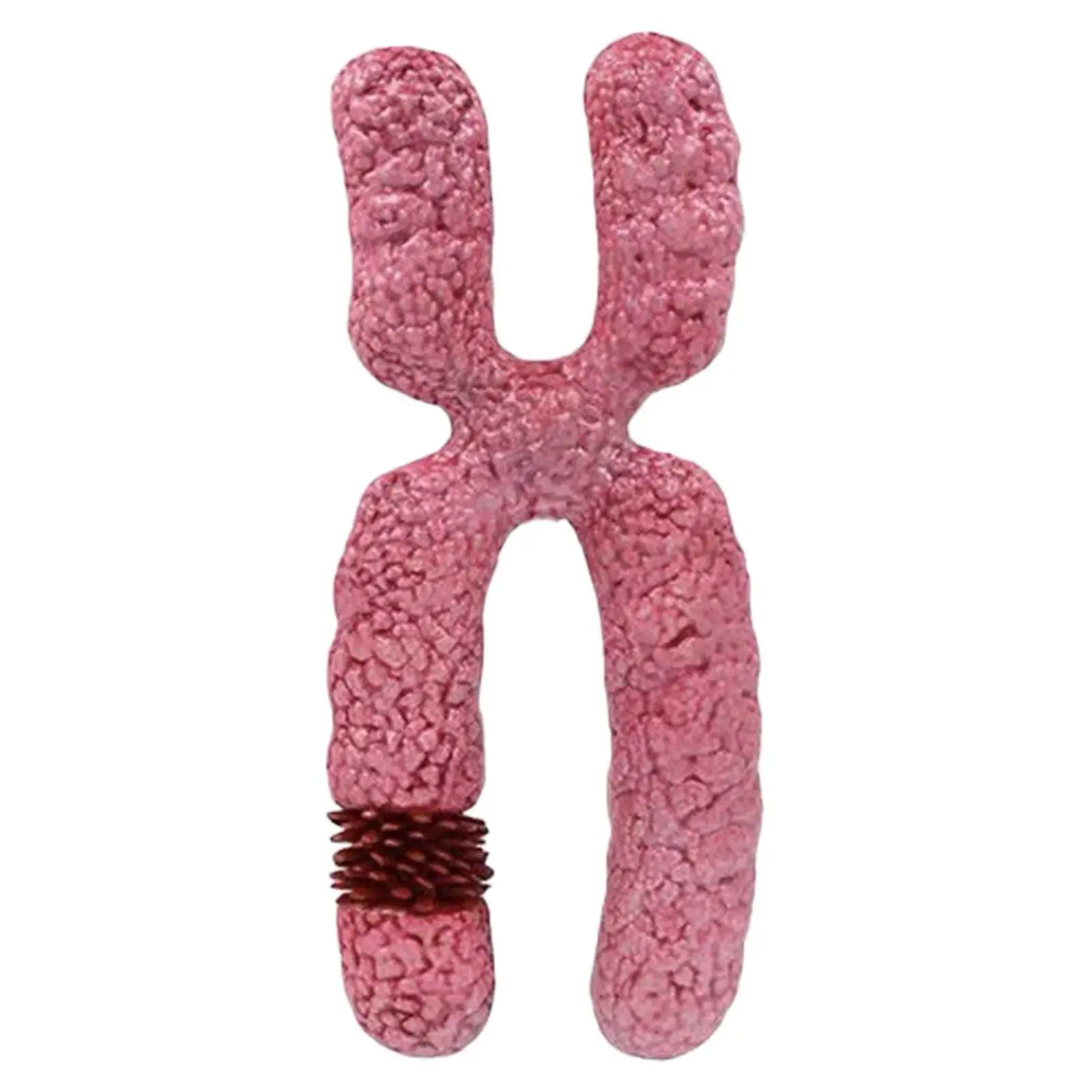 

x Chromosome Model,Meiosis Organelle ,Student Learning Sturdy Human Chromosome Meiosis Submicroscopic Structure for Study