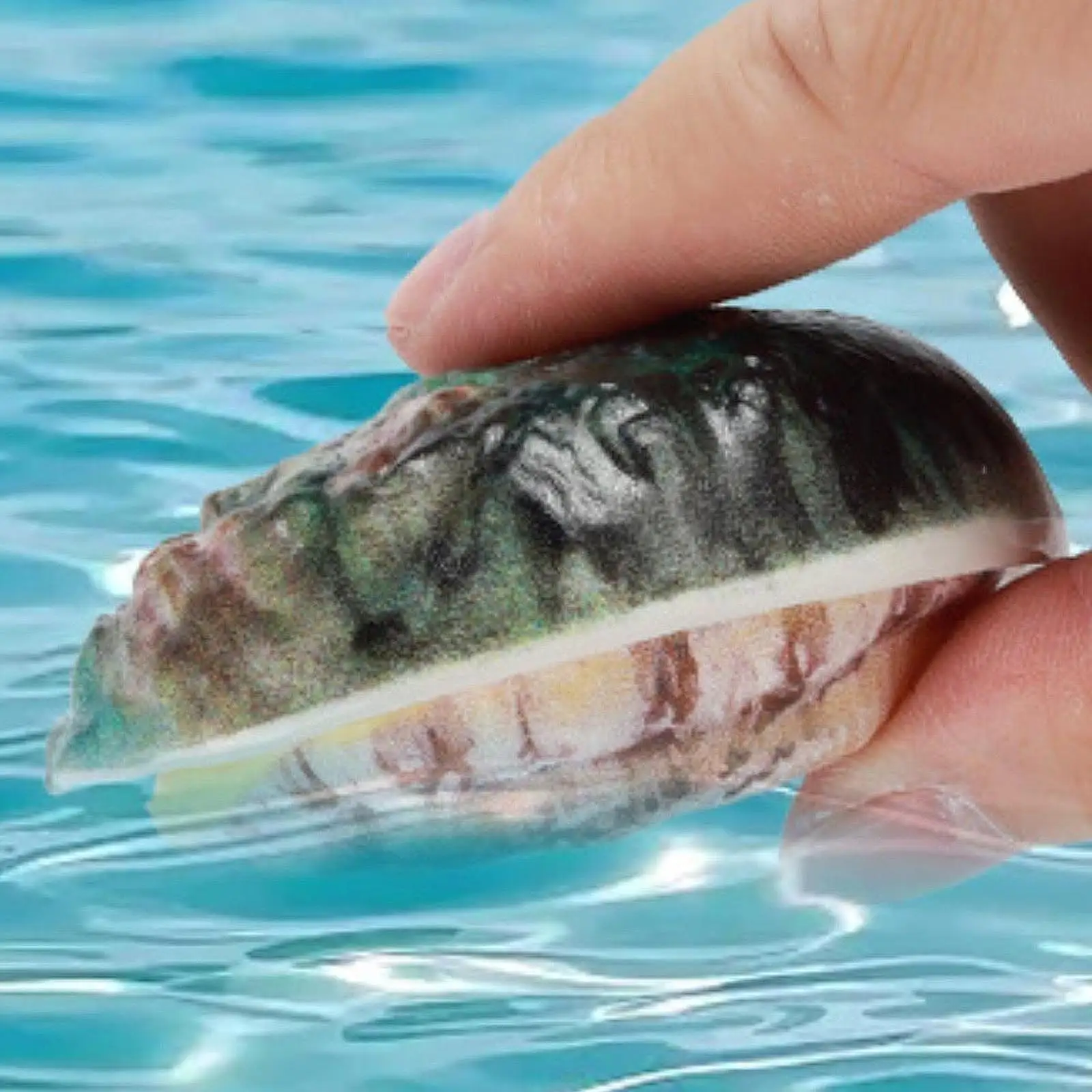 

Simulation Small Abalone Water Spray Toy Fun Water Spraying Toy for Backyard