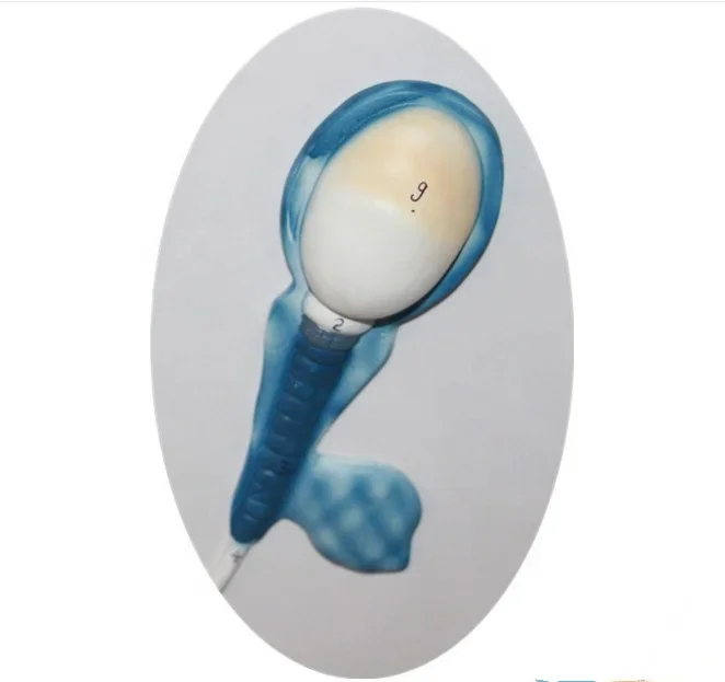Medical Educational Equipment PVC The Formation Of Sperm Model