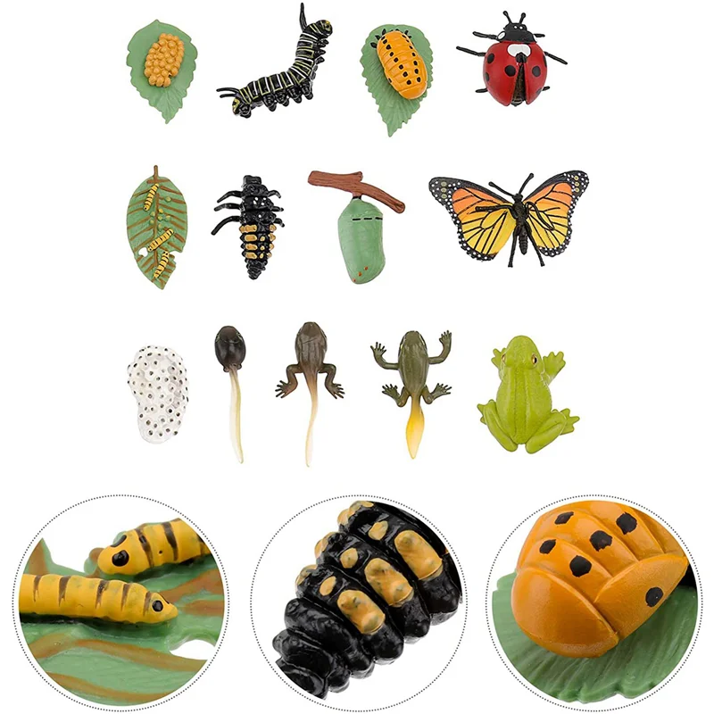 

A04F-6 Sets Insect Figurines Life Cycle Of Butterfly Frog Ladybug Safariology Growth Cycle Model Education