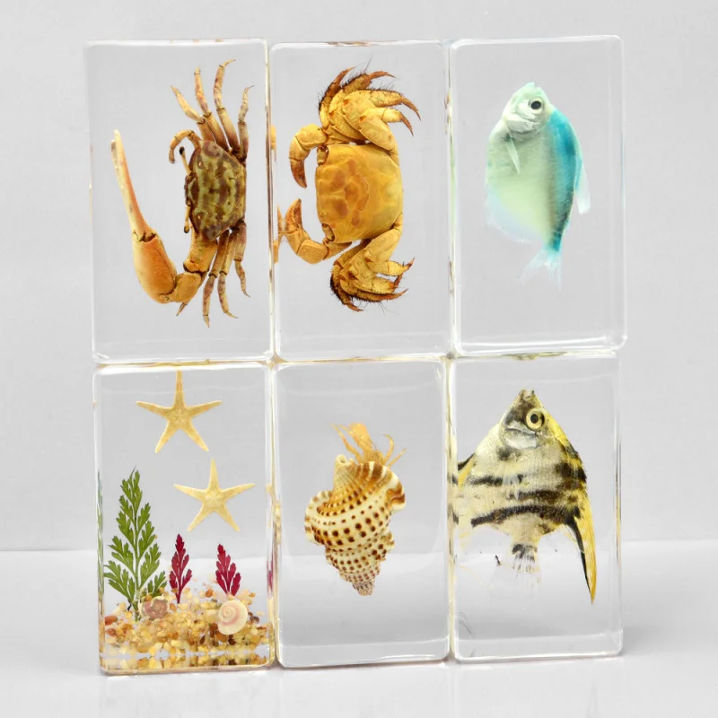 

1pcAnimal and insect specimen ornaments.Home decorations, novelty gifts, resin crafts, 73*41*24mm birthday gifts for children