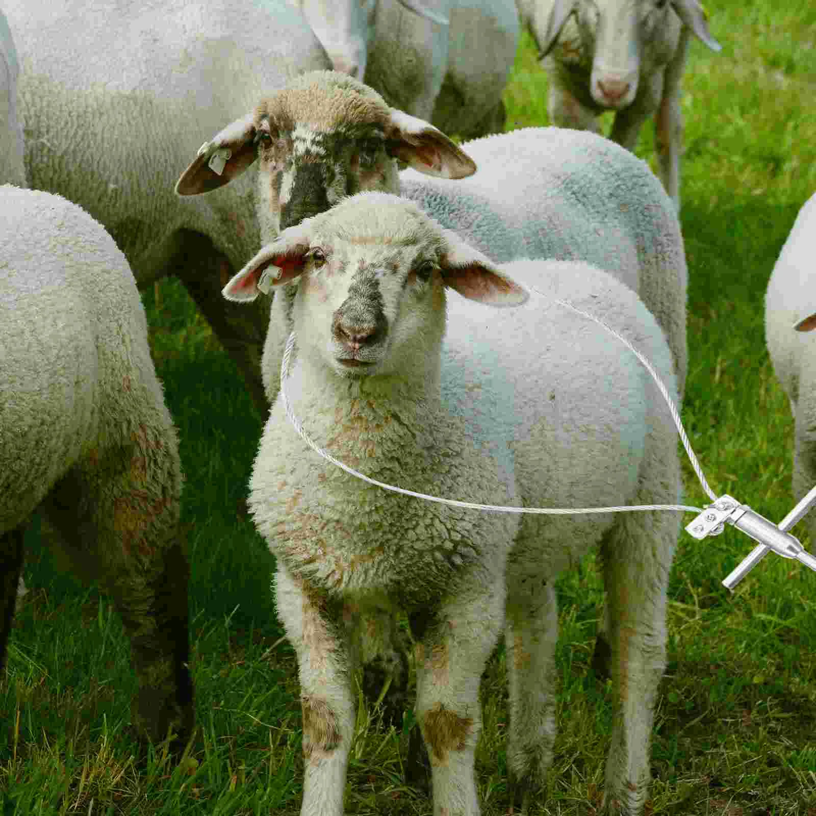 Conjunto de porcos para fazenda de animais, armadilha para agricultura, coletor de snare, espremedor, acessórios de aço inoxidável