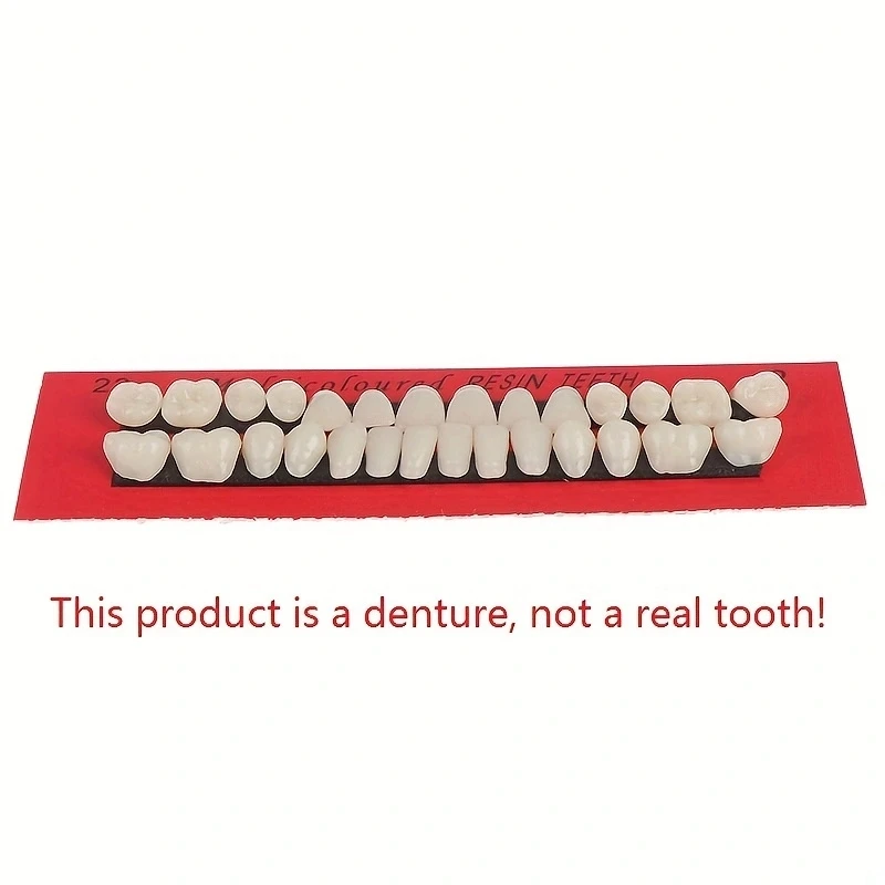 28pcs Dental Training Model Permanent Teeth