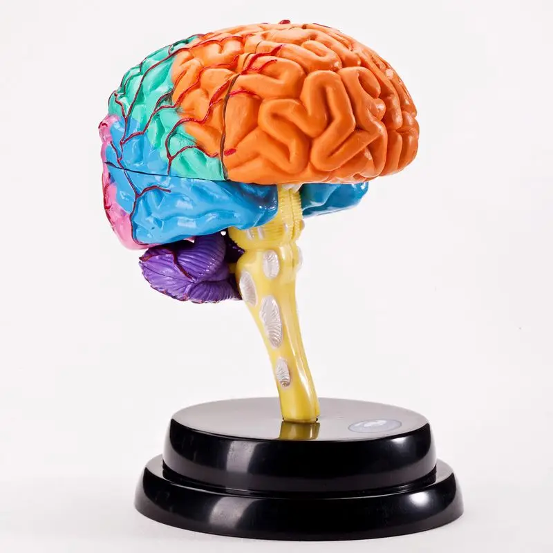 Science Teaching Toys Human Brain Model Assembling Brain Structure Medical Biology AR Teaching Supplies