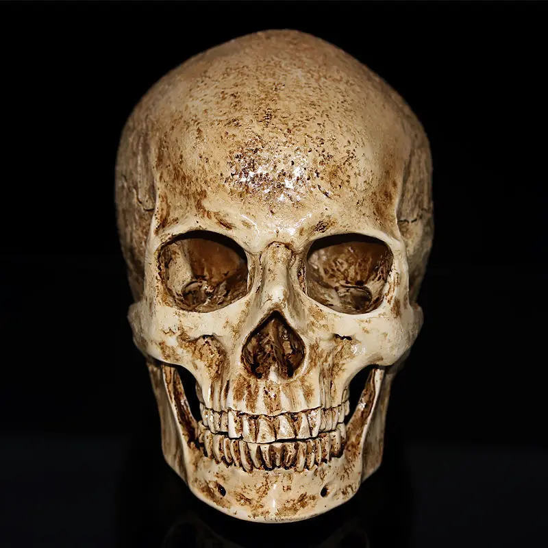 Resin Human Skull Replica Model Realistic Skeleton Handicraft Decor Lifesize 1:1