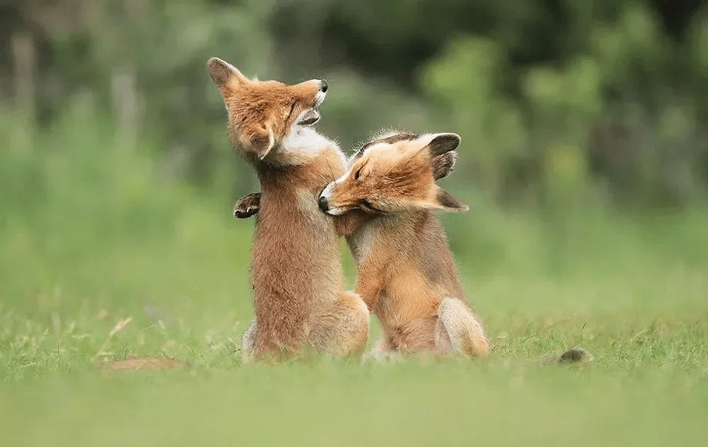 

Надежное решение для аккумуляторов: литий-ионный аккумулятор емкостью 12800 мАч для пылесосов XiaoMi Lydsto R1, Viomi S9 и Roidmi Eve Plus