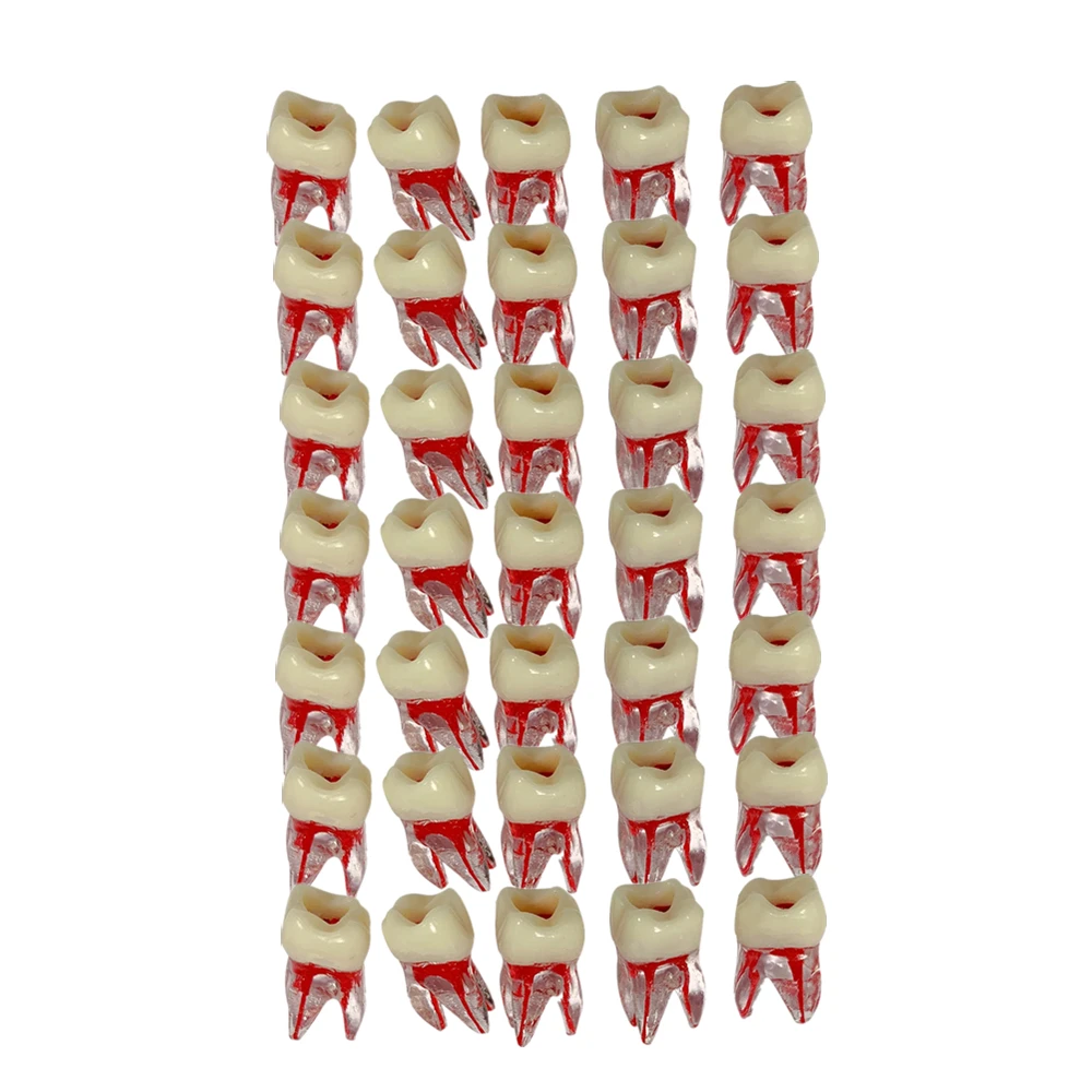 

6pcs Dental Endodontic Model Opening Root Canal Training Block Teeth Pulp Cavity Dentistry Tooth RCT Practice Model For Studying