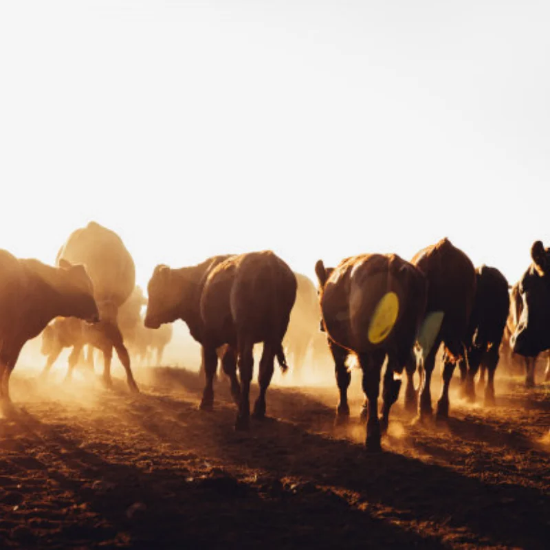 

VXL-3S Velineon ESC VXL-3 VXL 3S Вентилятор охлаждения радиатора для Trxs Bandit Rustler Stampede Slash 2Wd / 4X4 VXL RC Запчасти