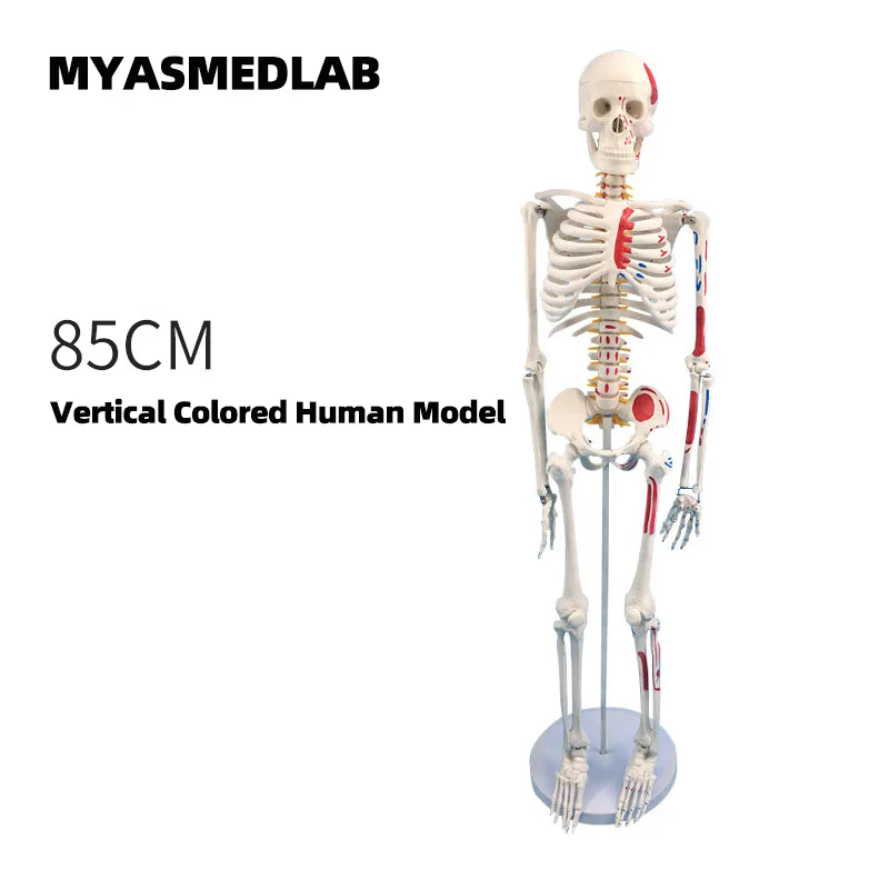 85cm Human Skeleton Model, Full Body Skeleton Human Model, Adult Small Skull Teaching Spine Model