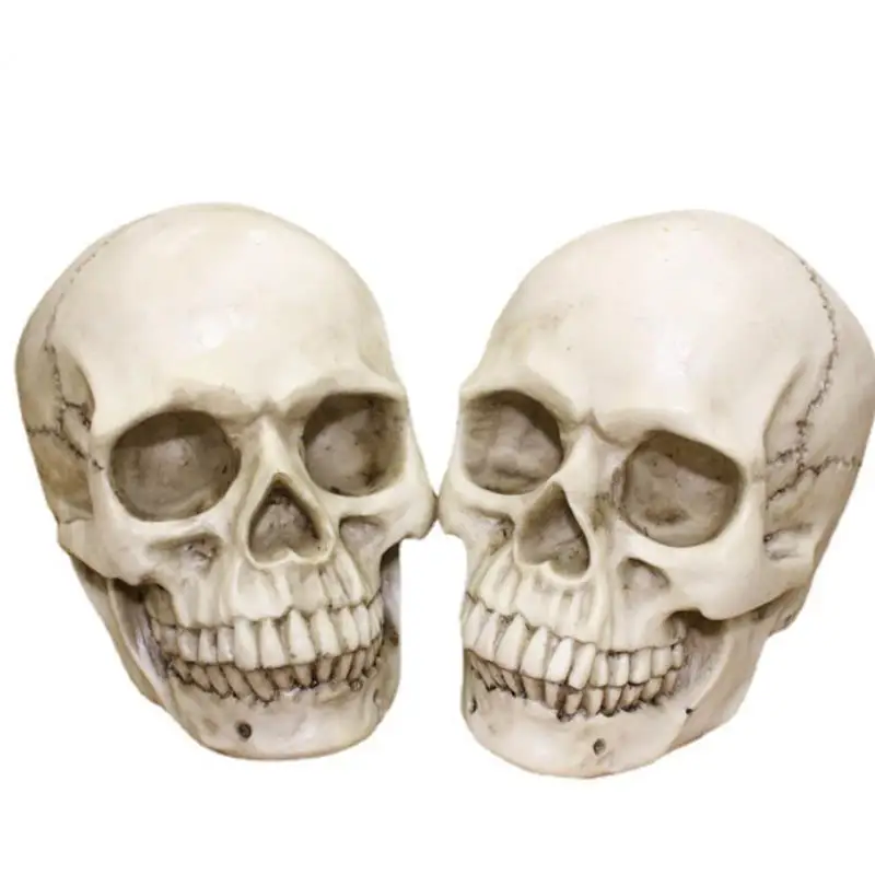 

Skull Head Halloween Party Decoration Resin Realistic 1:1 Human Head Skull Anatomical Teaching Props Skeleton Model