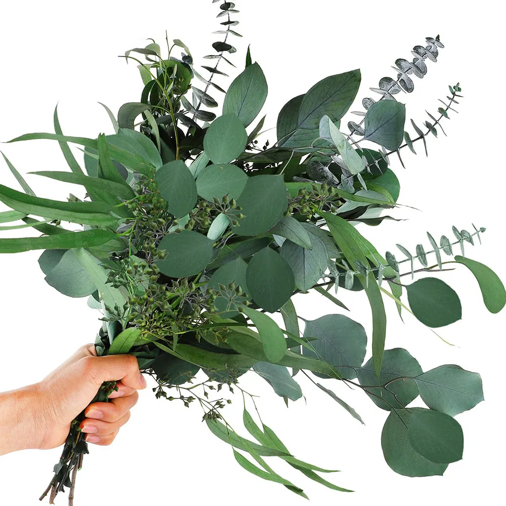 Natural Preserved Eucalyptus Branches 12Pcs Mixed Real Dried Eucalyptus Leaves Bouquets Wedding Floral Arrangements Decoation