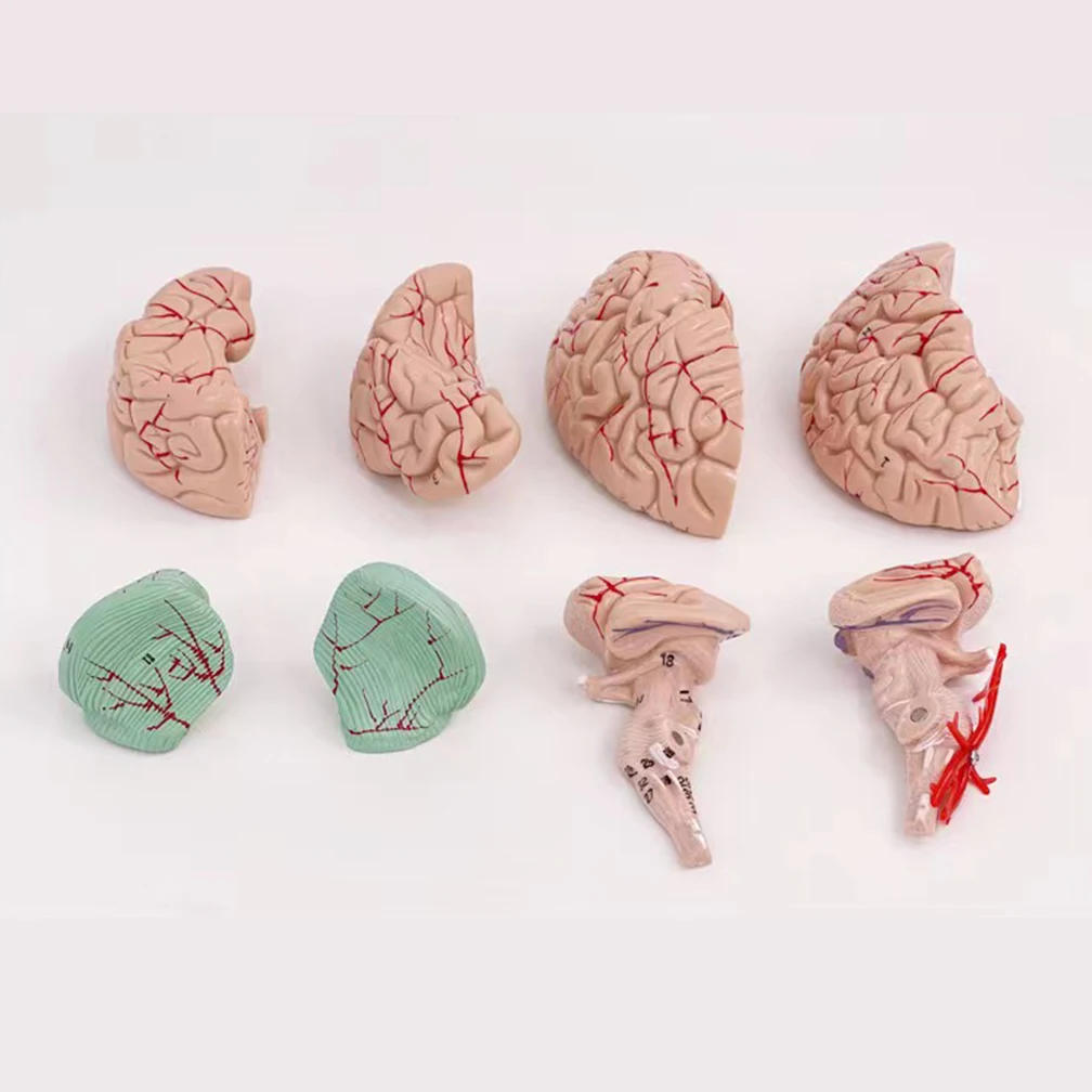 Life Size Adult Brain Model Simulation 8-Part PVC Anatomy Teaching Tool Kid Early Education Cognition 3D Human Head Model 
