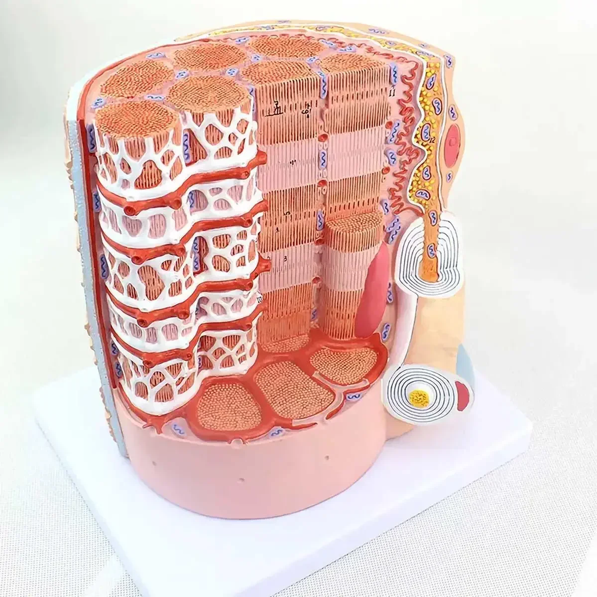 

Модель анатомической структуры мышечных волокон и клеток из ПВХ: ядро миоклетки, предсинаптическая и постсинаптическая мембрана. Медицинские анатомические модели для обучения.