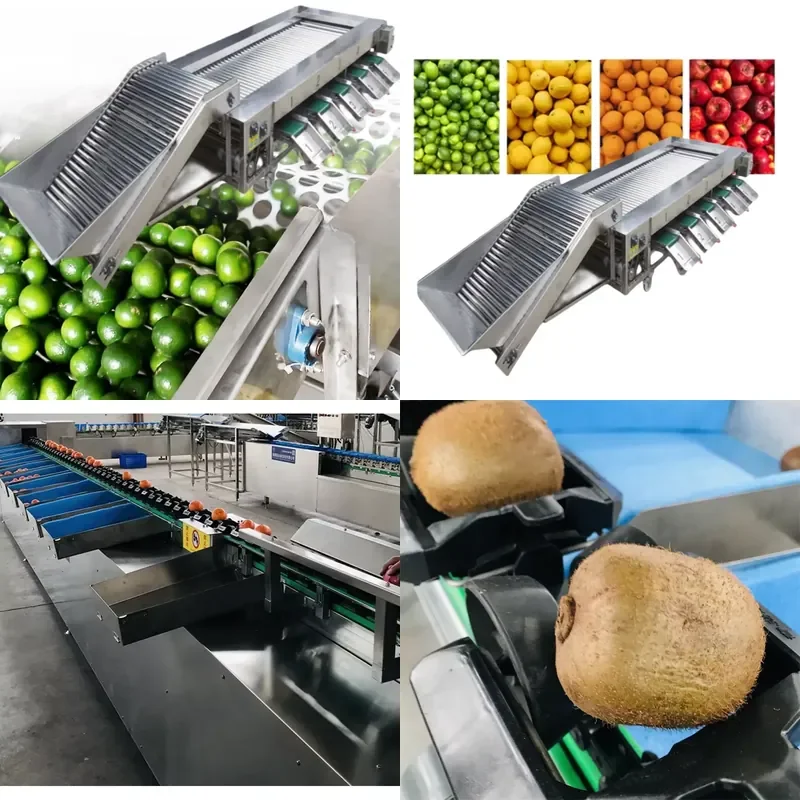 Fruit and Vegetable Sorting Grading Machine Automatic Product Size Weight Classifier for Agricultural Produce Processing