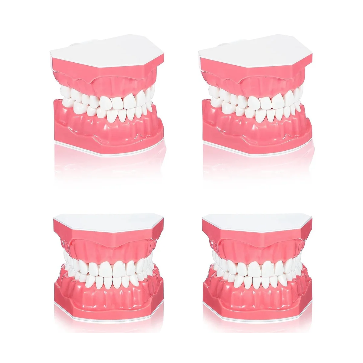 

Dental Teeth Model for Brushing Flossing Practice Mouth Model 1: 1 Standard Size Toy Teeth for Teaching Studying (4PCS)