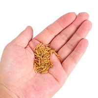 100g Dried Maggot Fishing Bait Additive For Groundbaits Carp Fishing Dry Maggots Iscas Pesca Fishing Gear Tackle Accessories