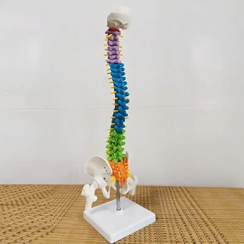 Flexible Vertebral Column Anatomical Model 45cm PVC Life Size Pelvis & Femurs Spinal Nerves and Arteries Medical teaching aids