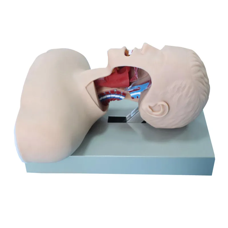 

BIX-J51 Airway Intubation Model(with Alarm Device)