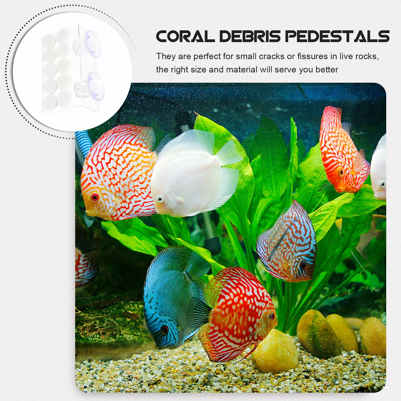 水族館サンゴベースアクリルフレグホルダー透明再利用可能な小さなサンゴラック水槽用品装飾ペット用品