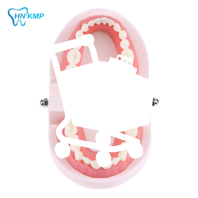 

Модель стоматологического образования, стандартная модель 28-зубов, обучающее исследование, демонстрационный типодонт для стоматолога, студенческая тренировочная модель