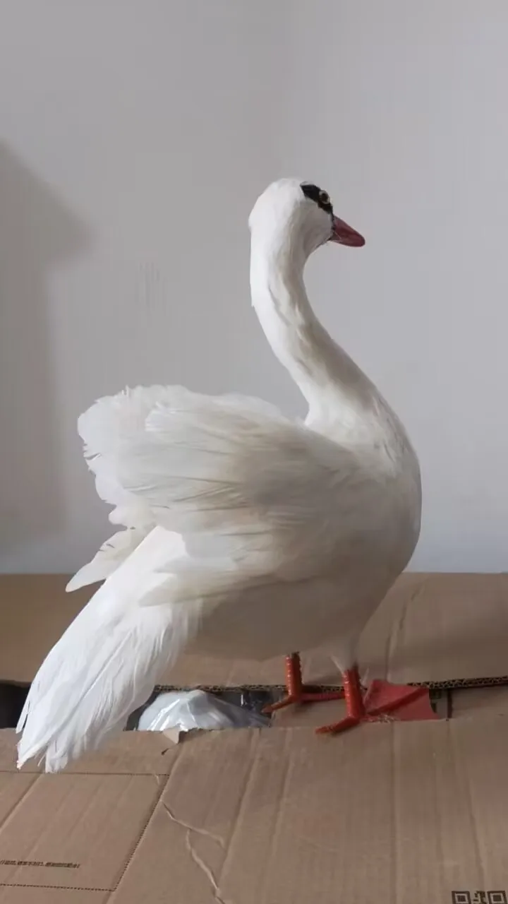 40x30cm Simulation White Swan Model Foam Feather Bird - Elegant Waterfowl Decorative Swan A0081