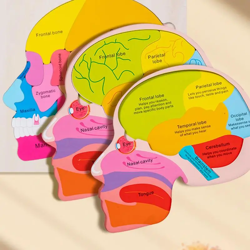 Menschlicher Körper für Kinder, Anatomie für Kinder, Lernen, kreative realistische Puzzlespiele für die Schule, Vorschullabor, Klassenzimmer, Wissenschaft