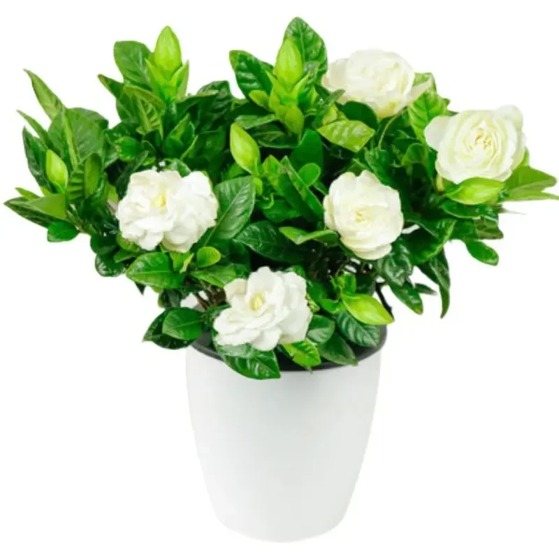 

Gardenia saplings large flowers fragrant flowers potted plants four seasons flowering branches flower seedlings