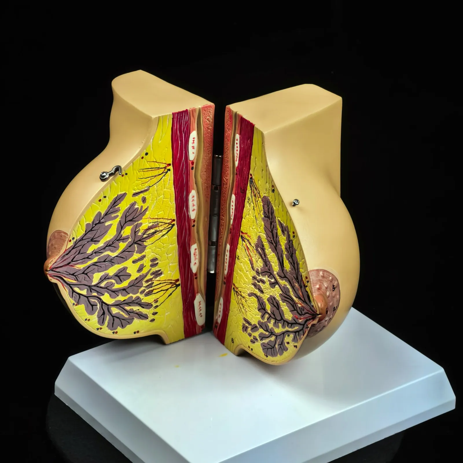 

PVC Human Feminine Stationary Phase Breast Model Anatomy Gynecology Teaching