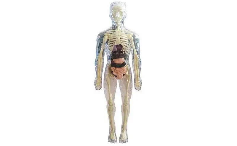 Visible Human Body Model 3D Human Body Model For Kids Soft Human Body Realistic Anatomy Doll Removable Organ Bone Ages 4