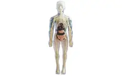 Visible Human Body Model 3D Human Body Model For Kids Soft Human Body Realistic Anatomy Doll Removable Organ Bone Ages 4