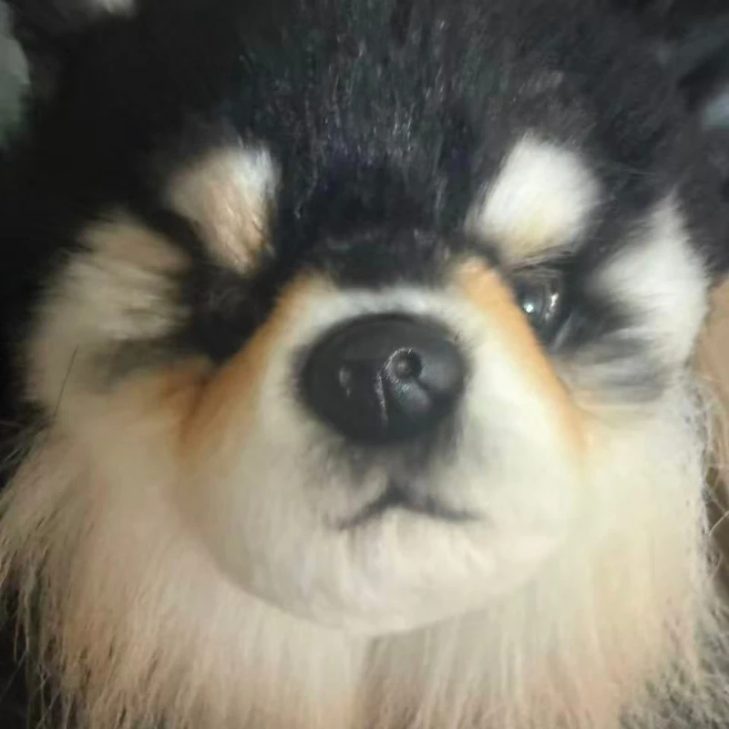 25cm Simulation RealLife Pets Chihuahua Plush Toys Stuffed Fluffy Animal Cute Puppy Baby Appsease Dog Doll for Kids Xmas Gifts