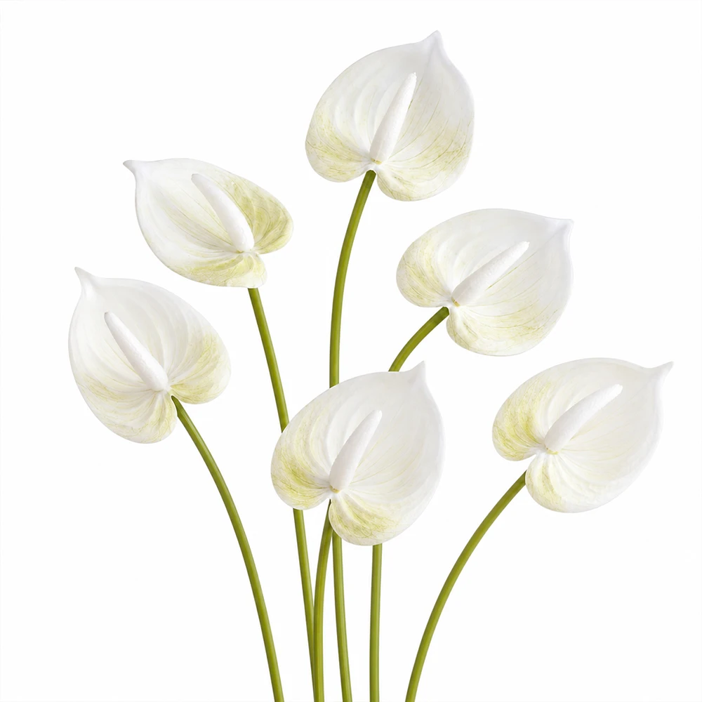 #37 Latest Vase Fillers Offers
