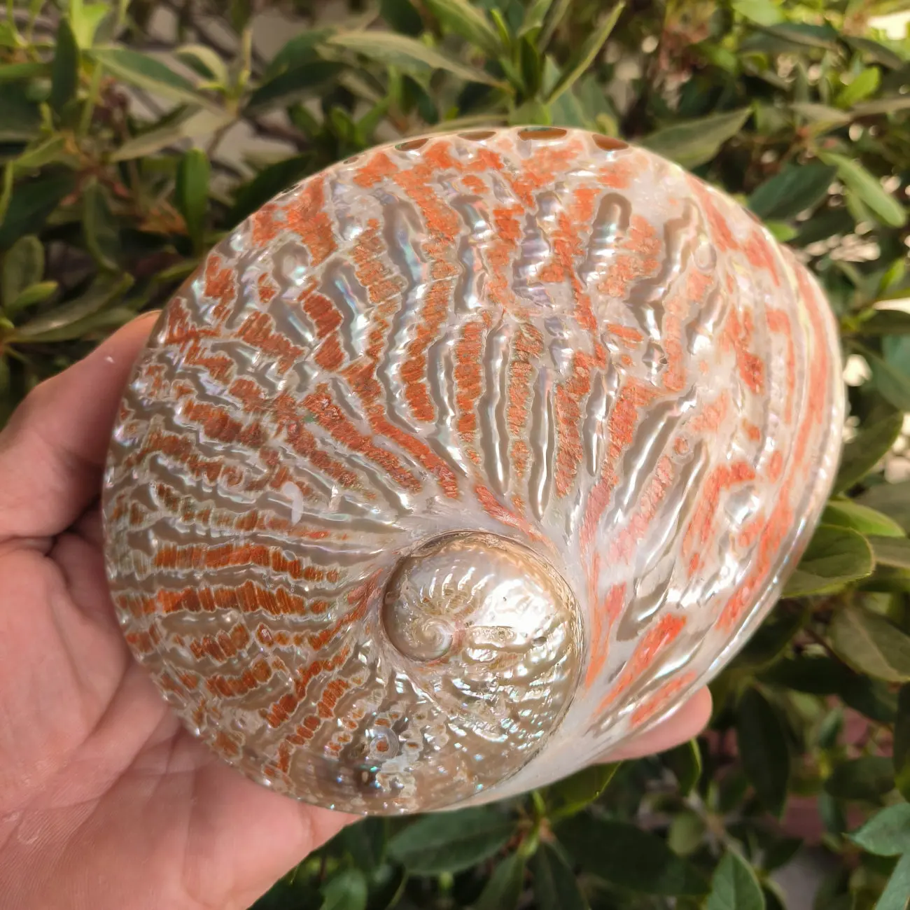 1 Stück Natürliche Brasilianische Abalone-Muschel Große Meeresmuschel für Bastelarbeiten, Aquarium-Dekoration und Fotografie-Requisiten
