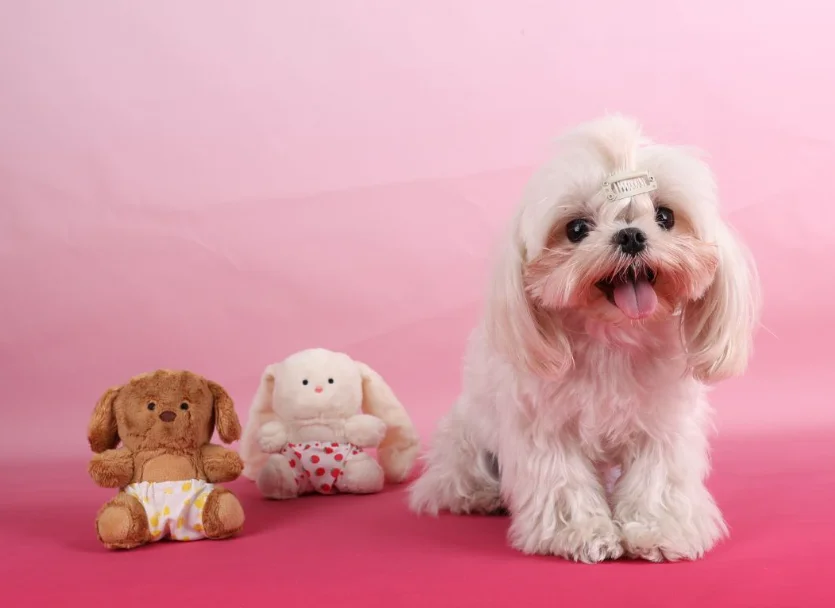 Cute Bear Company Pet Sleep Toys Goodnight Gift Комфортная игрушка для обнимания домашних животных для собак